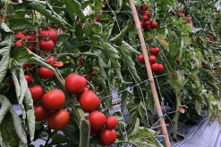 <b>如何提高番茄幼根的生长？</b>