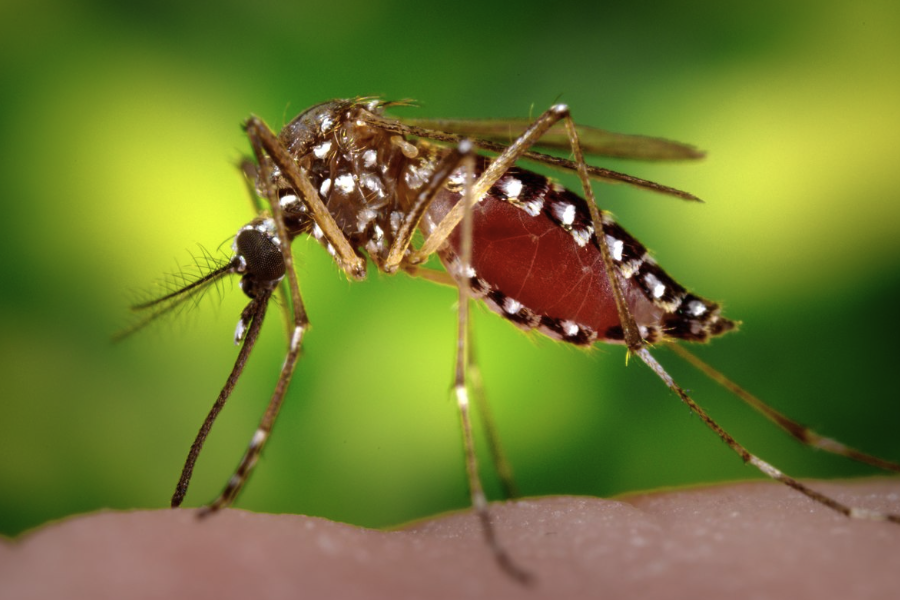 蚊子幼虫的天敌有哪些？
