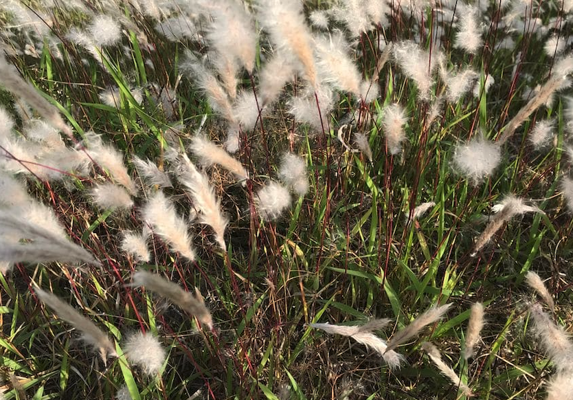 紫芒分布在什么地区，对土壤和温度有什么要求?