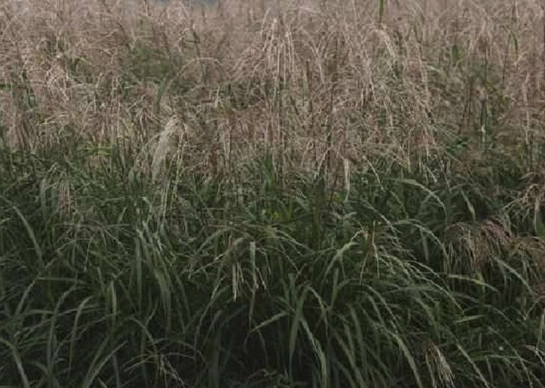 紫芒是什么植物，有什么形态特点?