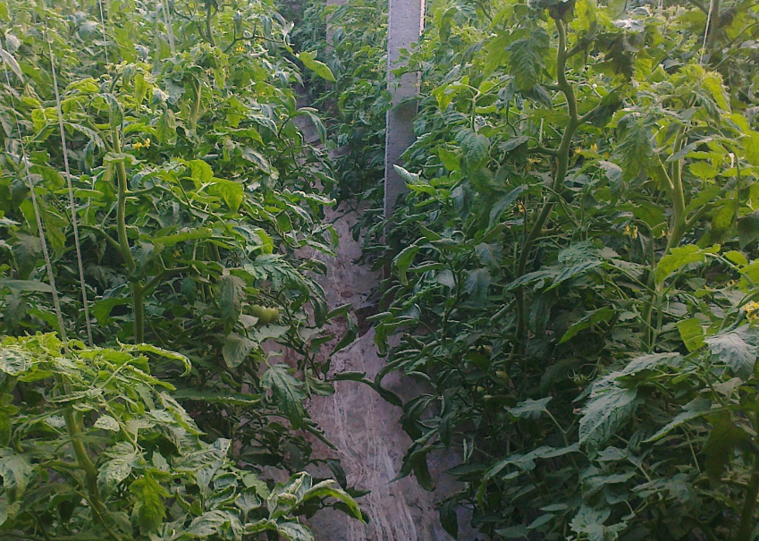 胡麻在大棚种植和露天种植有什么区别?