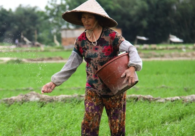 甘露子种植可以用农家肥吗，有哪些好处?