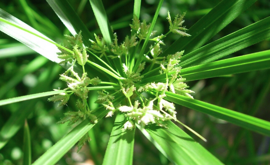 旱伞草的种植方法和注意事项？