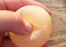 鸡蛋皮软是什么原因造成的?