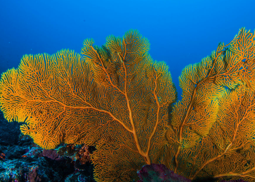 扇形珊瑚有哪些生态习性?