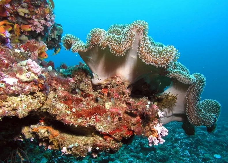 扇形珊瑚的寿命是多久，对水质和温度有什么要求?