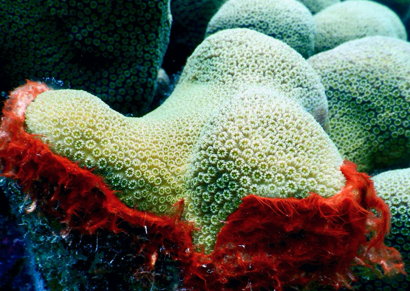 扇形珊瑚的寿命是多久，对水质和温度有什么要求?