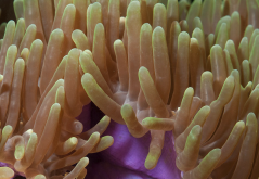 扇形珊瑚的繁殖方式有哪些，需要注意什么?
