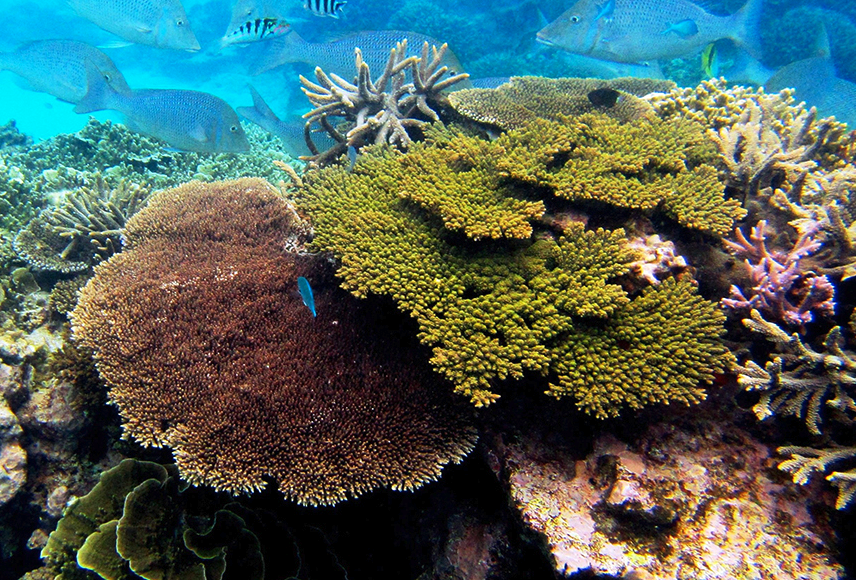 扇形珊瑚的繁殖方式有哪些，需要注意什么?