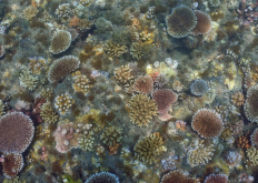 <strong>扇形珊瑚是动物吗，有哪些特点?</strong>