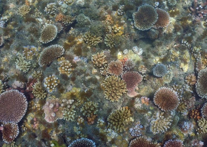 扇形珊瑚是动物吗，有哪些特点?