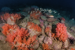 <strong>软珊瑚和硬珊瑚有什么区别和特点?</strong>