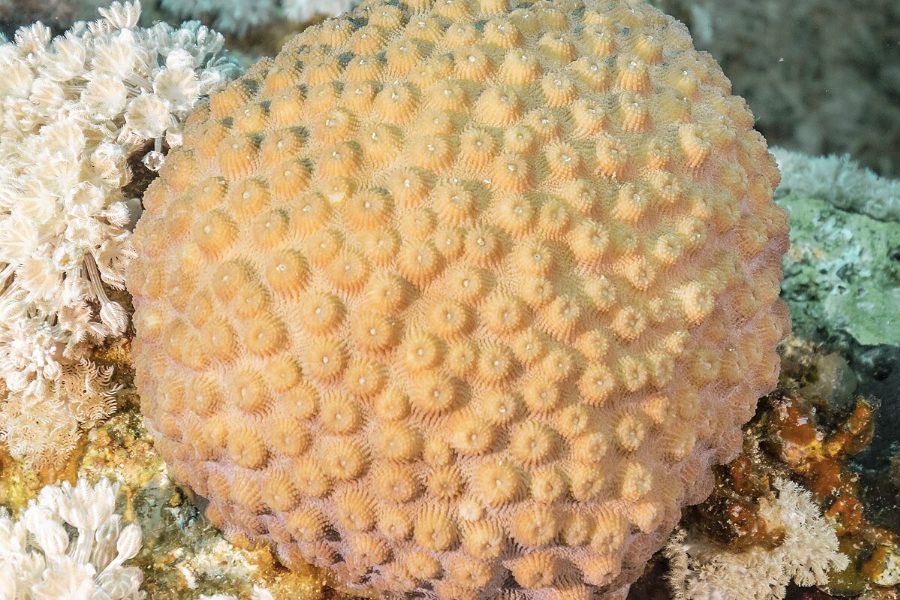 软珊瑚和硬珊瑚有什么区别和特点?