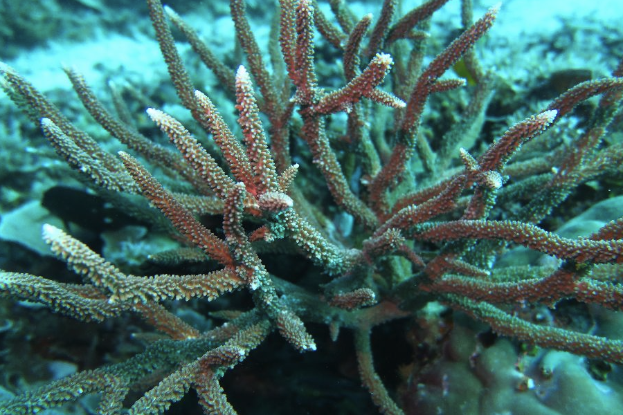 珊瑚虫有哪些常见的种类?