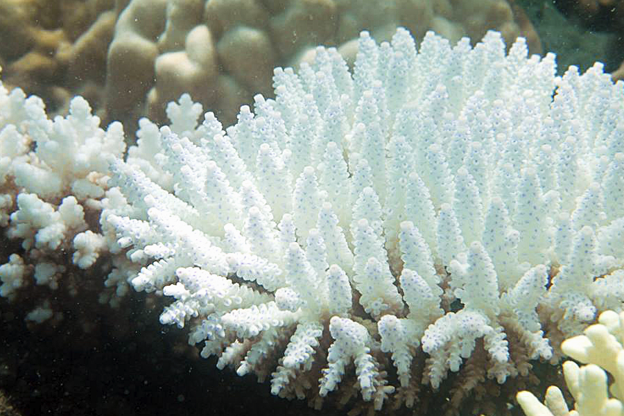 珊瑚虫有哪些常见的种类?