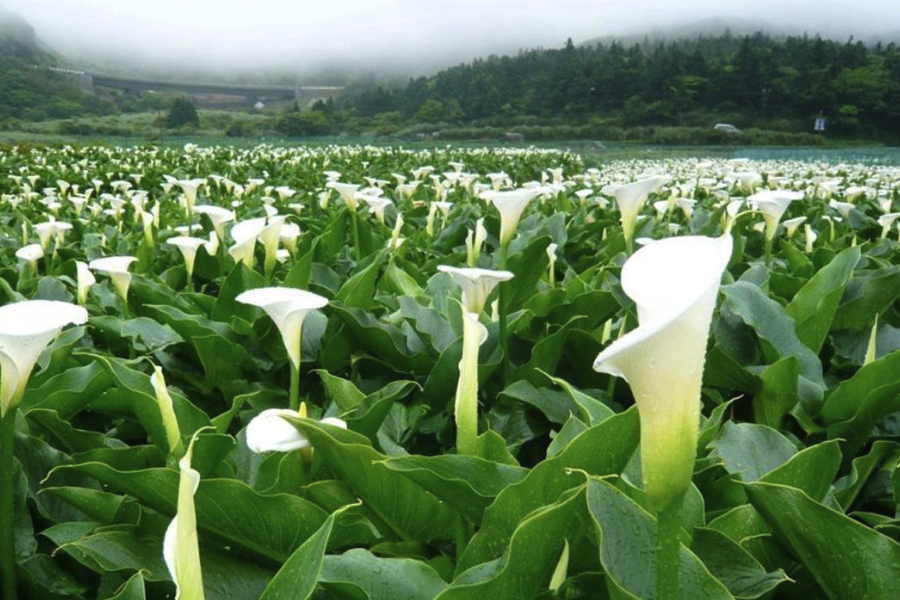 海芋是什么植物，有什么生态习性?