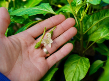 甜椒从花蕾中取出花药的方法?