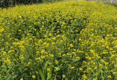 油菜怎么进行花药培养?