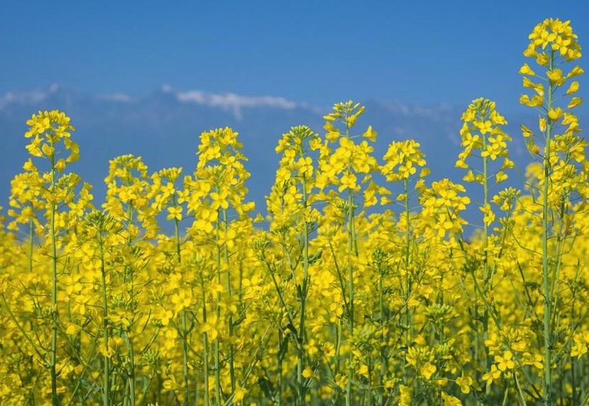 油菜怎么进行花药培养?