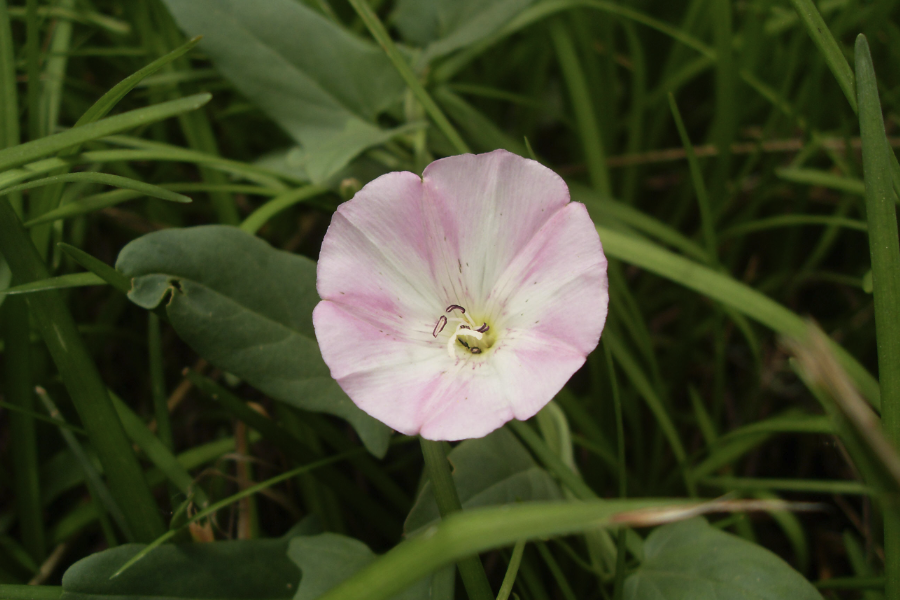 田旋花出现霉菌病是什么原因，怎么防治?