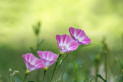 <strong>田旋花的种植方法和注意事项?</strong>