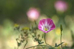 <strong>田旋花对生长环境有哪些要求，花期在什么时候?</strong>