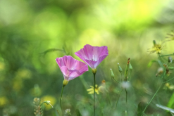 田旋花分布在哪些地区，有哪些生态习性?