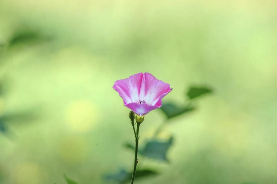 田旋花分布在哪些地区，有哪些生态习性?