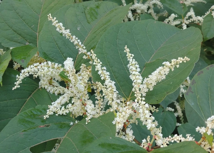 大马蓼可以用茅草枯消灭吗，需要注意什么?