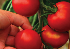 <strong>番茄单倍体植株培养有哪些好处?</strong>