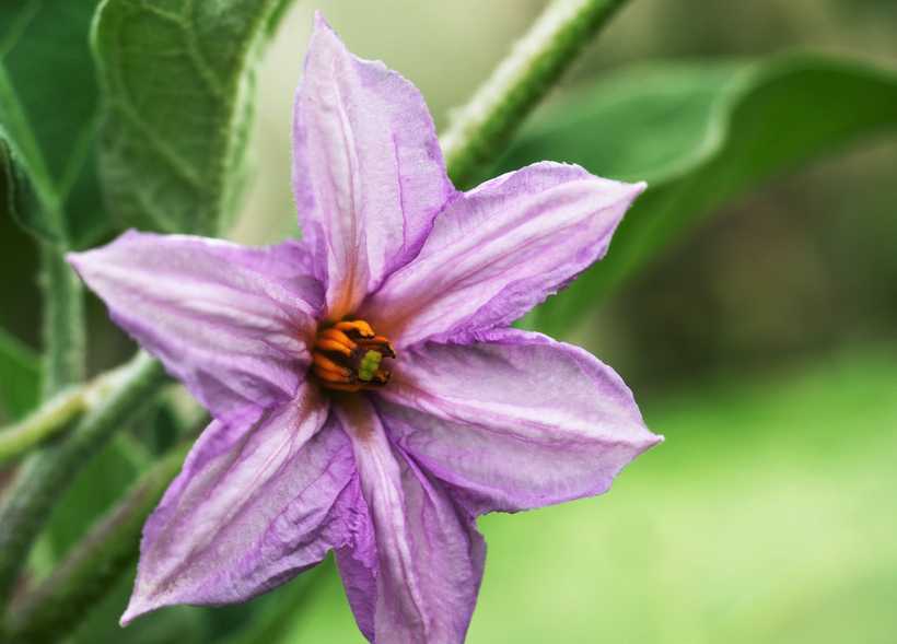 茄子怎么进行花粉培养?