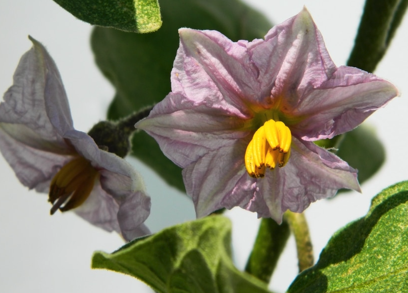 茄子怎么进行花粉培养?