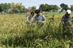 <strong>稗草的生长周期多久，对温度和土壤有什么要求？</strong>