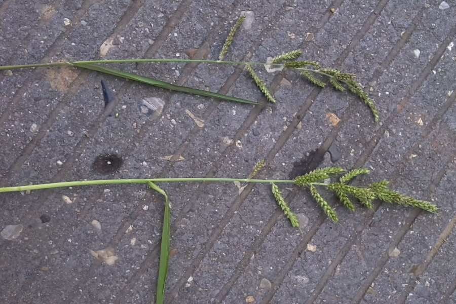 稗草怎么进行繁殖，需要注意什么？
