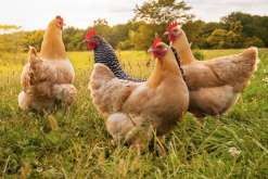 肉鸡合成系育种方法是什么样的？