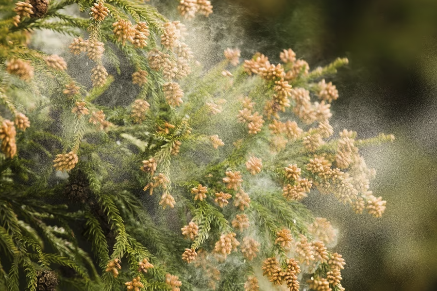 花粉愈伤组织转移的时机怎么把握？