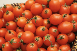 <b>番茄怎么进行原生质体培养?</b>