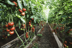 <b>番茄花药离体培养怎么获得植株?</b>