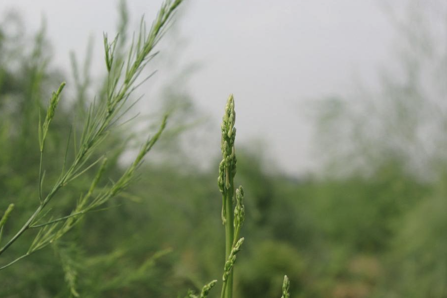 石刁柏怎么通过雄株花药培养植株?