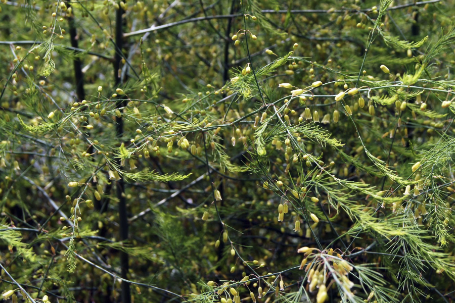 石刁柏是雌雄异株植物，有什么特点?