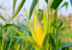 <strong>玉米种植高密度对产量有哪些影响?</strong>