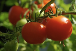 <b>如何促进番茄花粉内营养细胞分裂？</b>