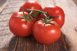 <b>番茄通过胚状体进行植株再生是什么过程？</b>