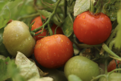 <b>番茄花粉看护培养和克隆有什么区别？</b>