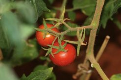 <b>番茄花粉看护培养是什么方法？</b>