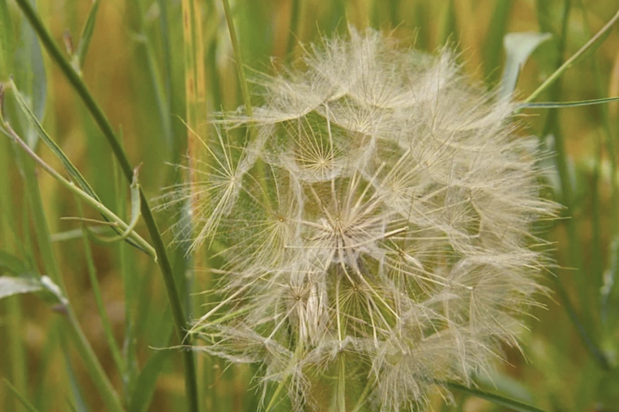 花粉和小孢子散落花粉法是怎么操作的？