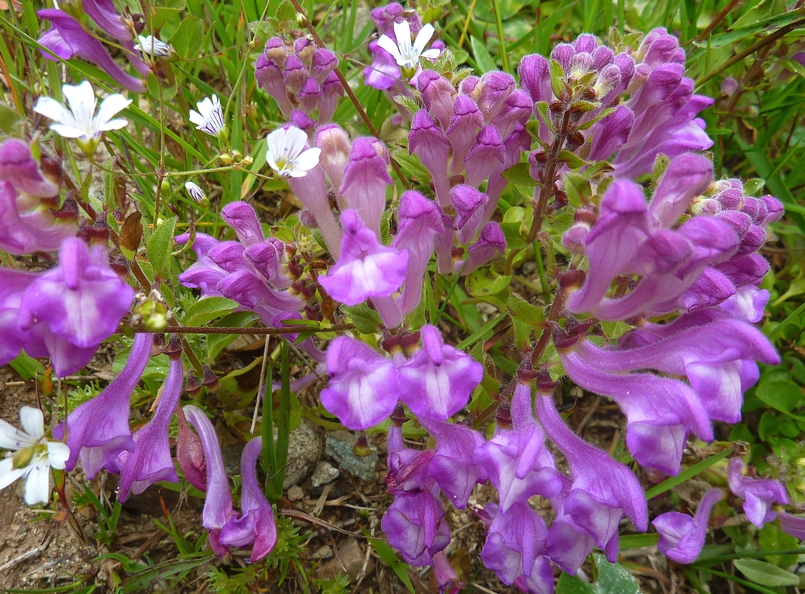 并头黄芩有哪些形态特点，花期是什么时候?