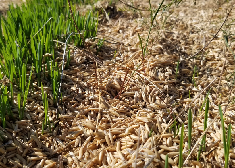 野燕麦怎么培育种子和进行催芽?