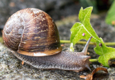 <strong>蜗牛对高加索轮蜂菊有哪些影响?</strong>