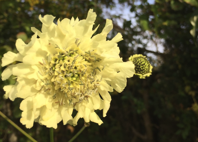 高加索轮蜂菊怎么进行繁殖?